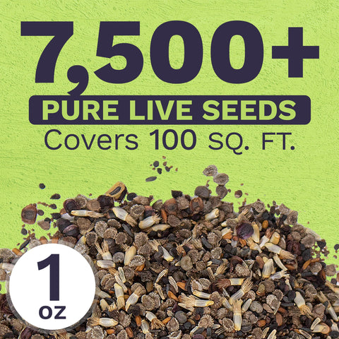 SWEET YARDS mano sosteniendo semillas para mostrar escala y cantidad