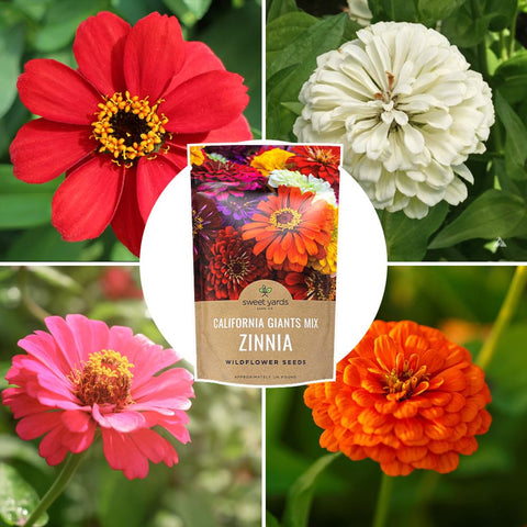SWEET YARDS zinnias en maceta mostrando versatilidad en balcones y jardines