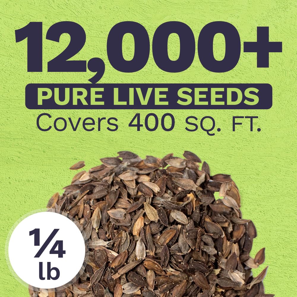 SWEET YARDS semillas de zinnia en primer plano que muestran buena calidad