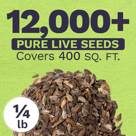SWEET YARDS semillas de zinnia en primer plano que muestran buena calidad