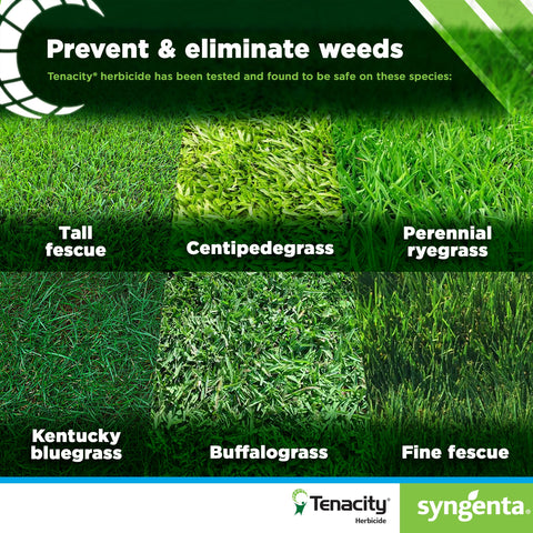 Syngenta Tenacity en aplicación sobre césped mostrando control localizado de malezas