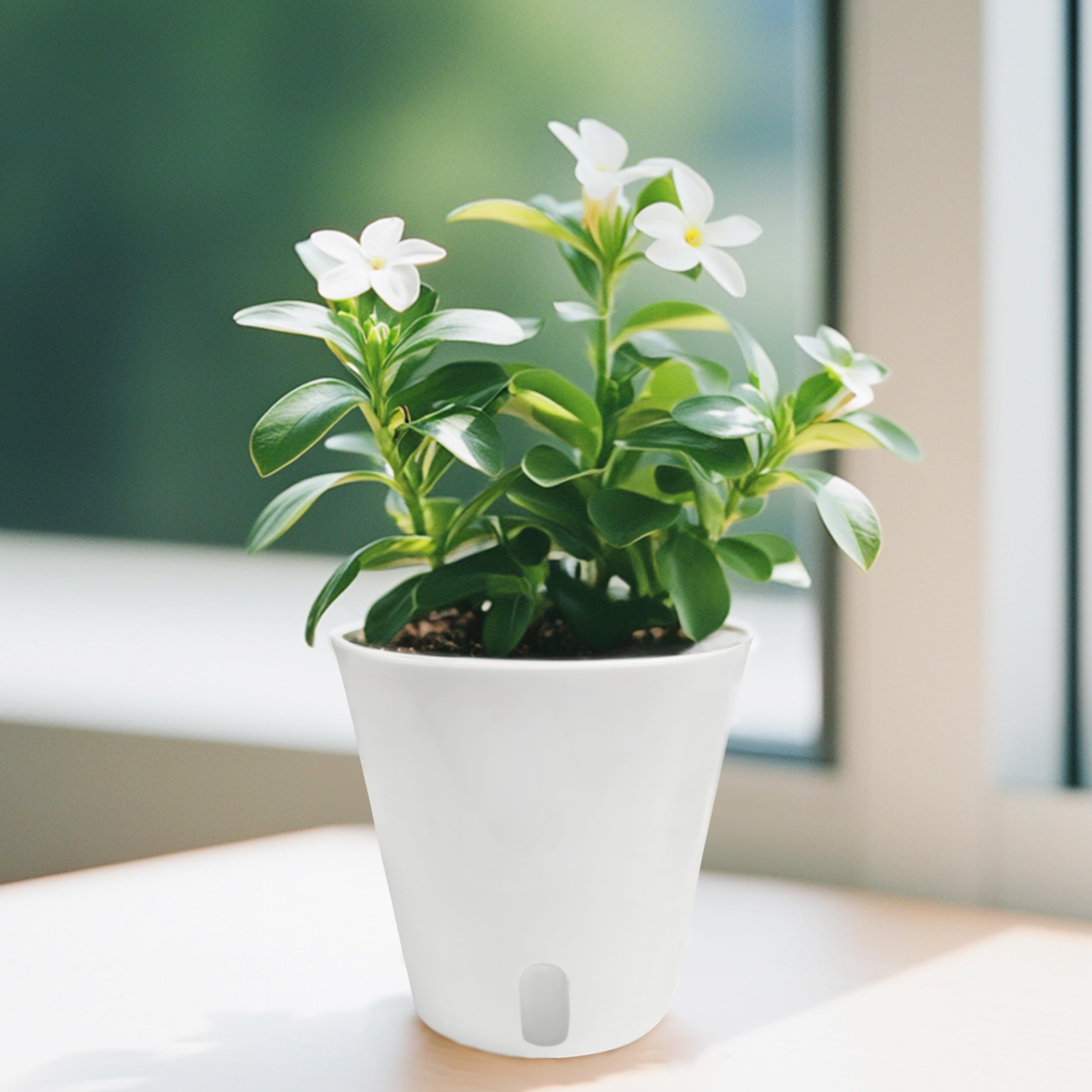 TCBWFY comparación de tamaño en mano, proporción ideal para plantas pequeñas