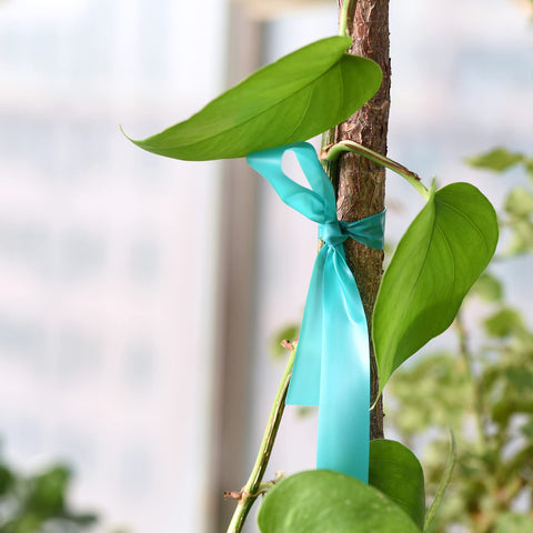 TELENT OUTDOORS etiqueta con especificaciones y beneficios del producto