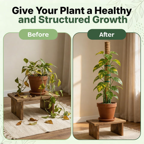The Blooming Jungle poste en maceta con Monstera elevando crecimiento vertical