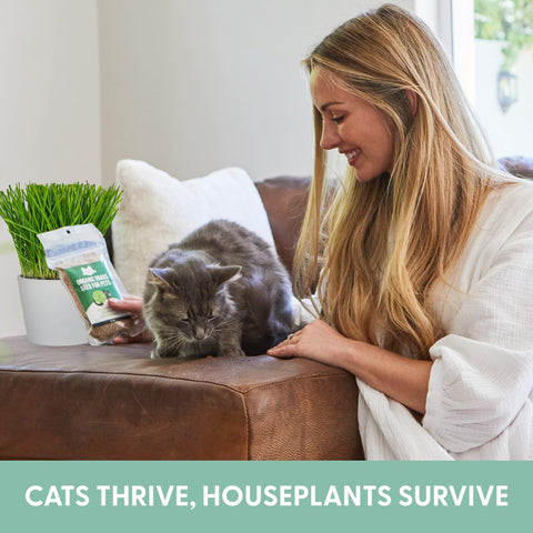 The Cat Ladies primer plano de semillas mixtas muestra calidad y variedad