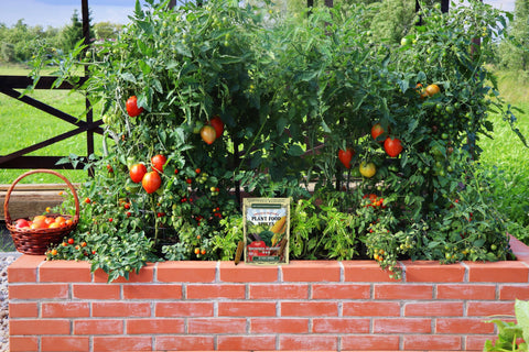The Old Farmer's Almanac etiqueta con NPK 6-4-6 y detalles de uso para cultivos comestibles