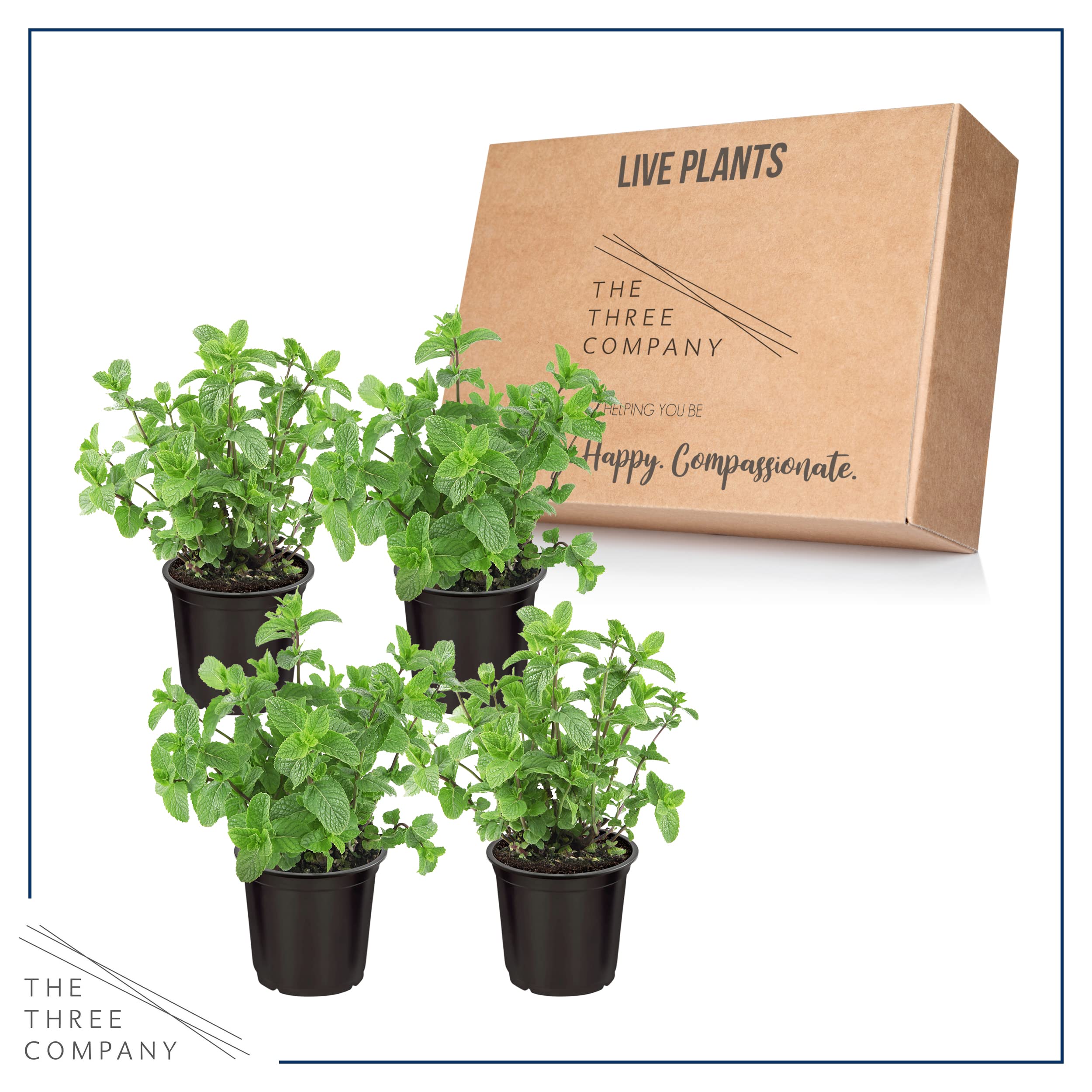 The Three Company paquete de cuatro plantas de hierbabuena preparado para envío fresco