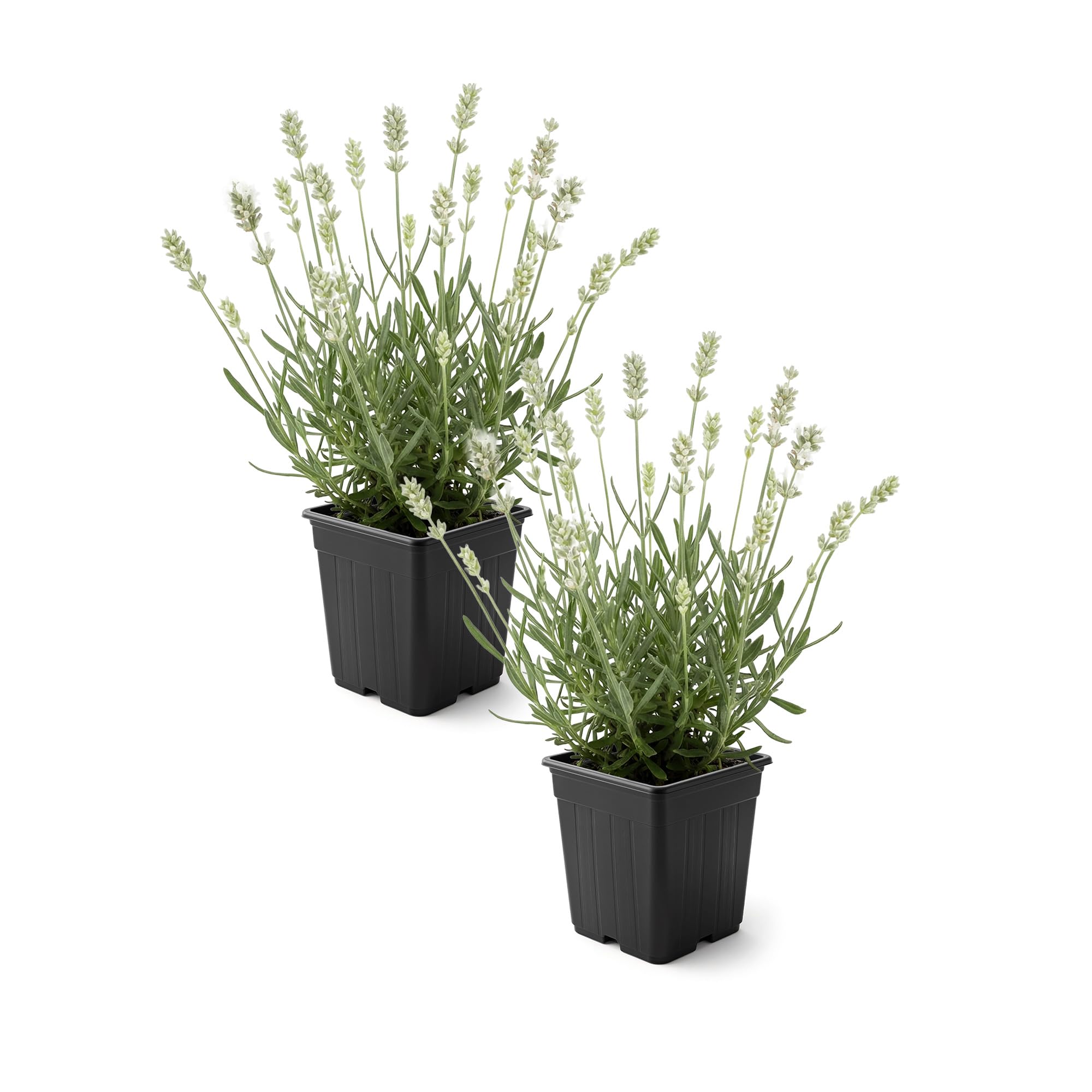 The Three Company lavanda blanca vista frontal mostrando flores blancas y porte compacto