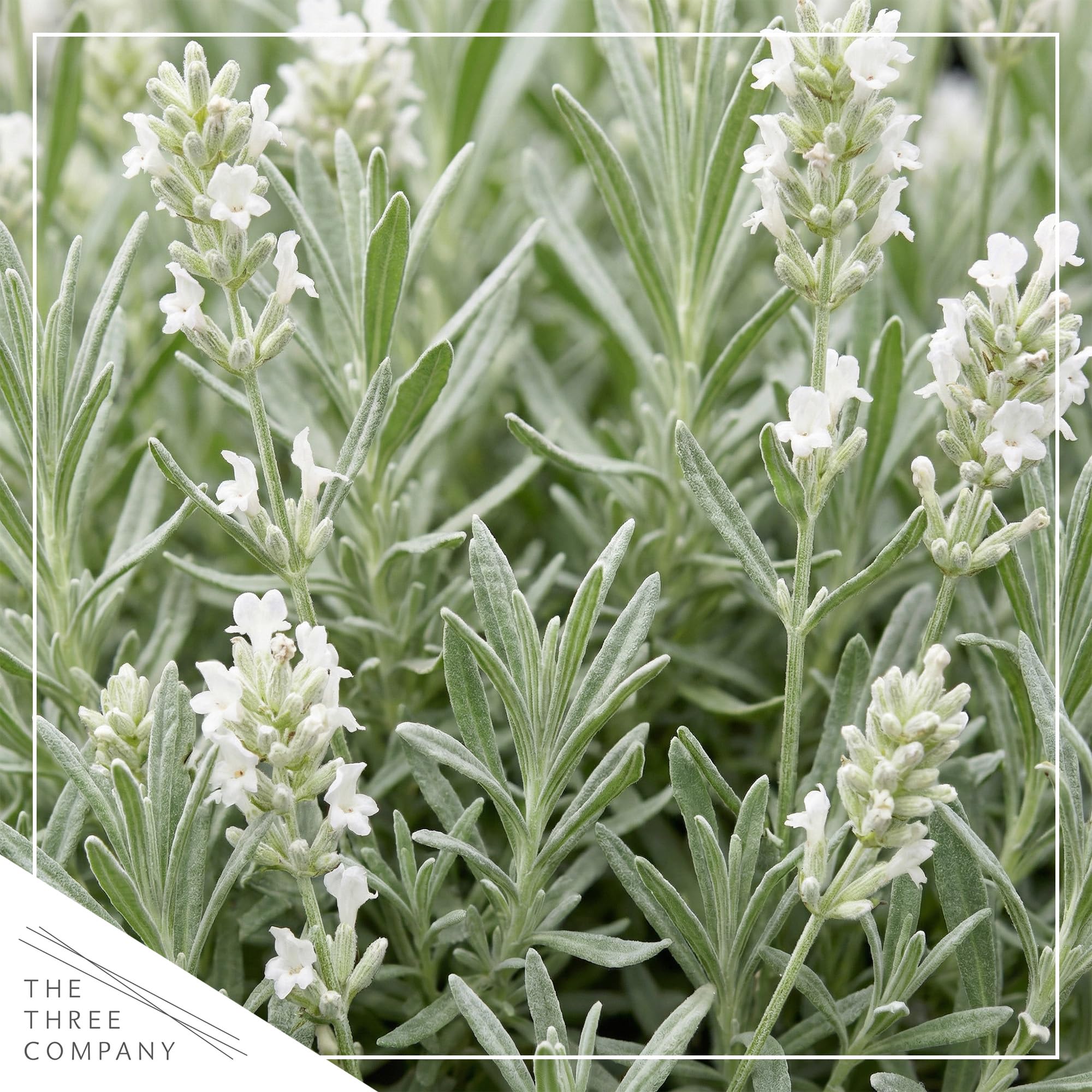 The Three Company lavanda blanca primer plano de espigas florales y aroma atractor de polinizadores