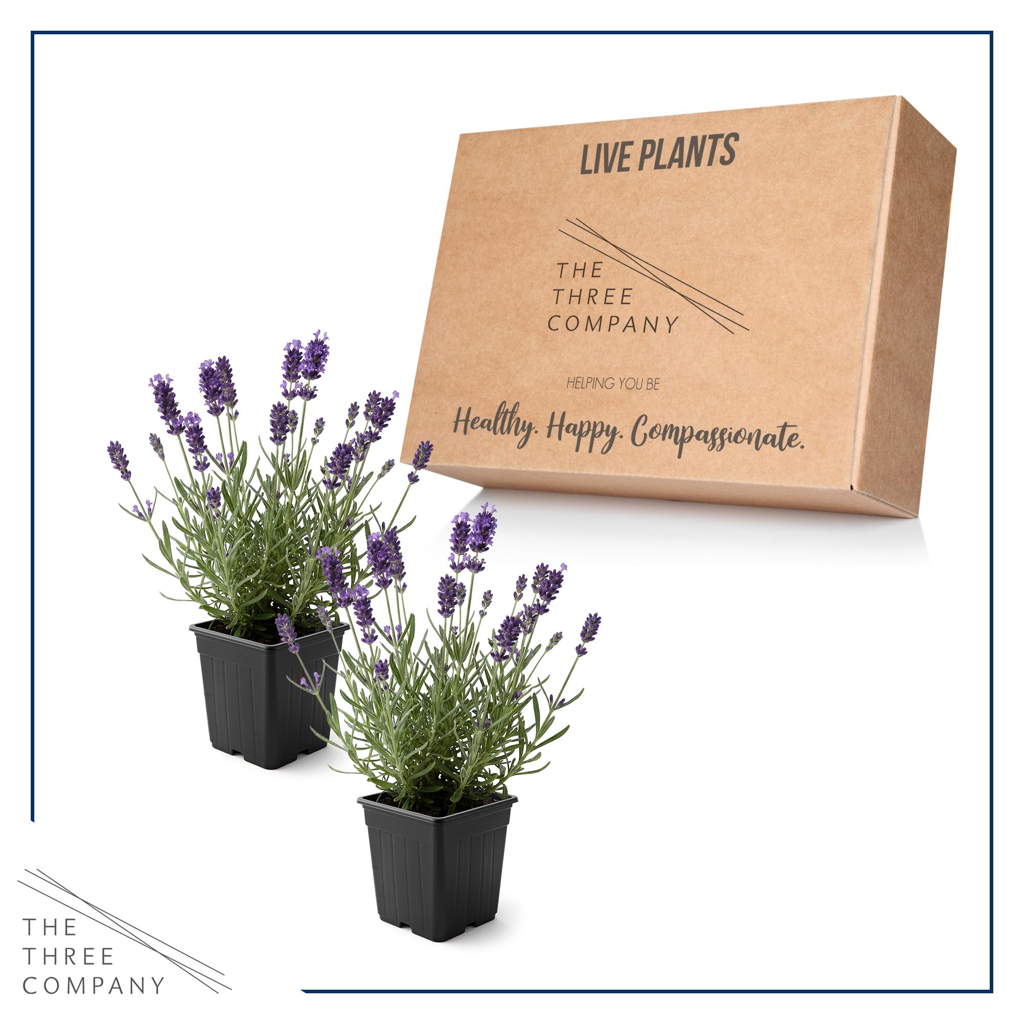 The Three Company lavanda etiqueta de la maceta, información de cultivo clara