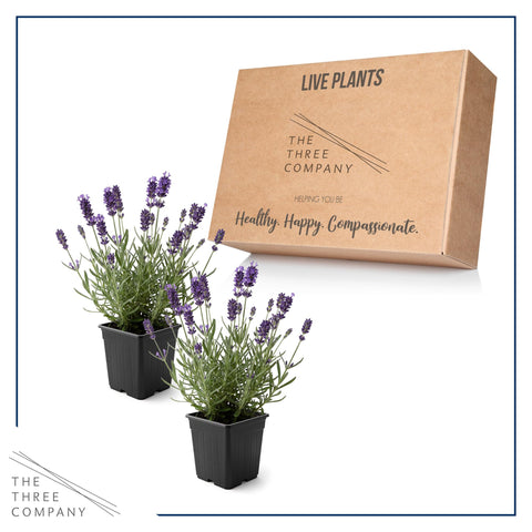 The Three Company lavanda etiqueta de la maceta, información de cultivo clara