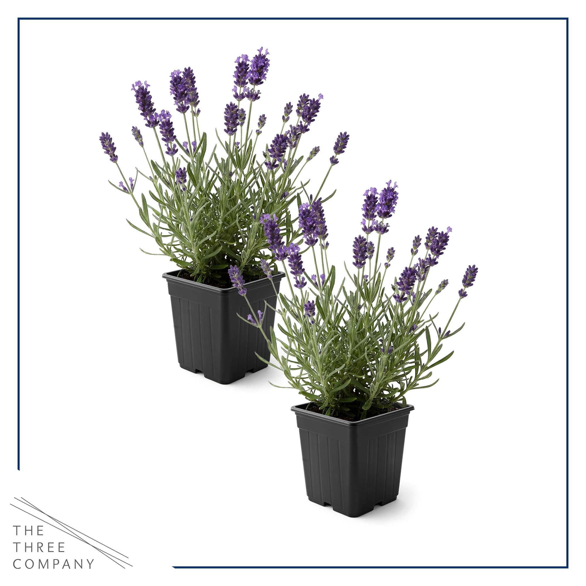 The Three Company lavanda espiga floral morada, fragancia y color vibrante