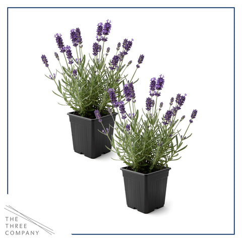 The Three Company lavanda espiga floral morada, fragancia y color vibrante