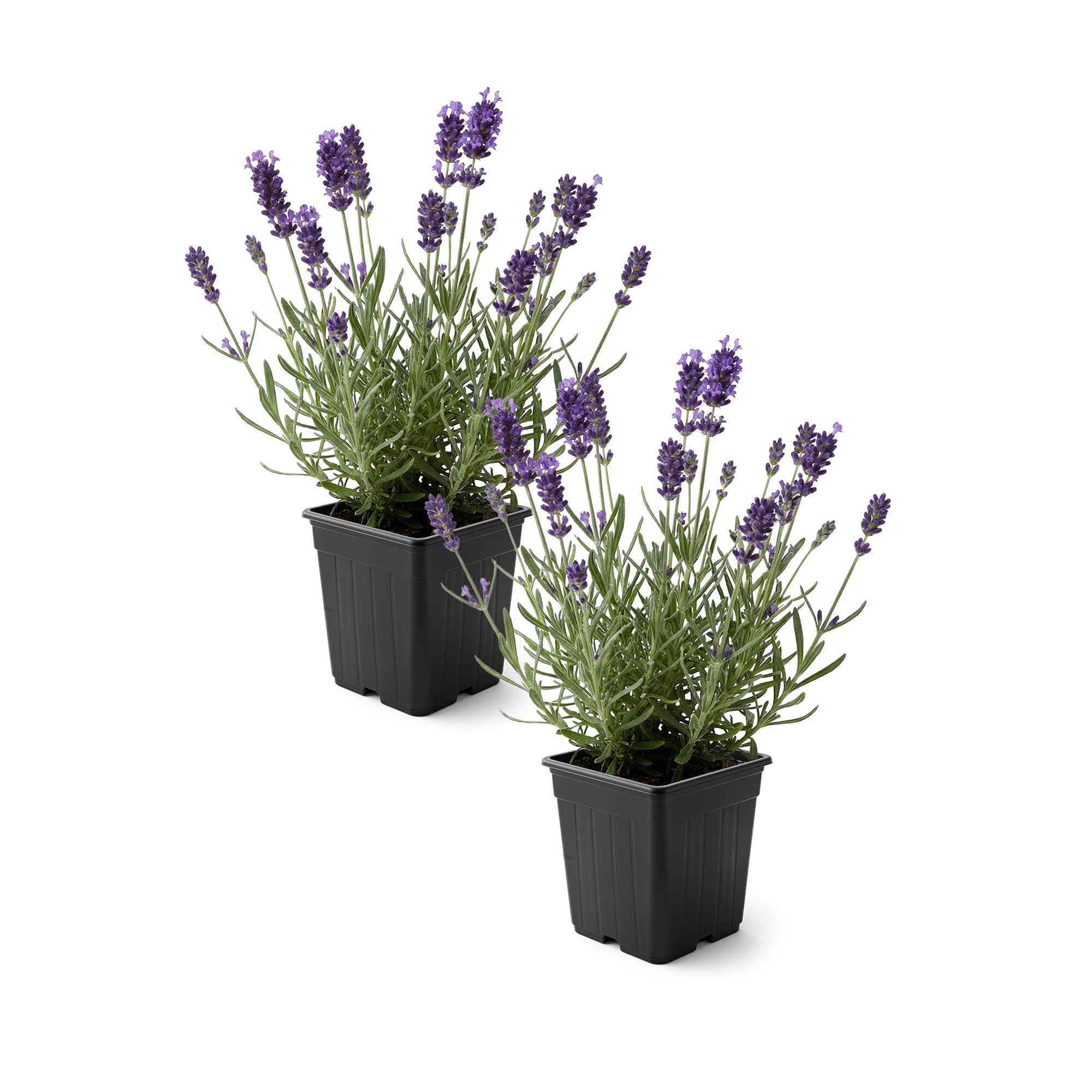 The Three Company lavanda vista frontal en maceta, aspecto saludable y compacto