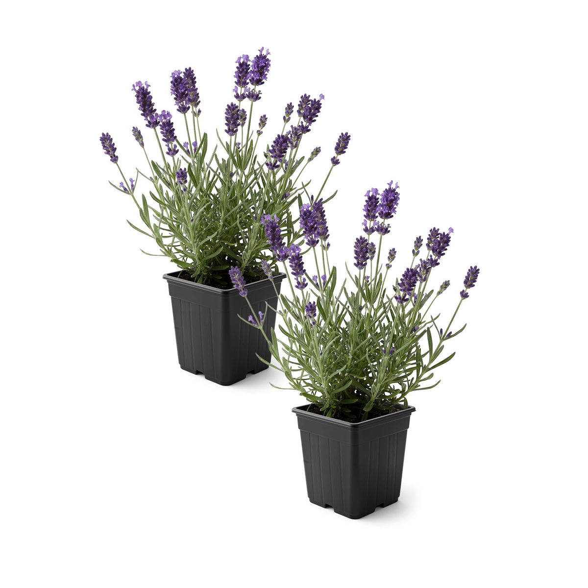 The Three Company lavanda vista frontal en maceta, aspecto saludable y compacto
