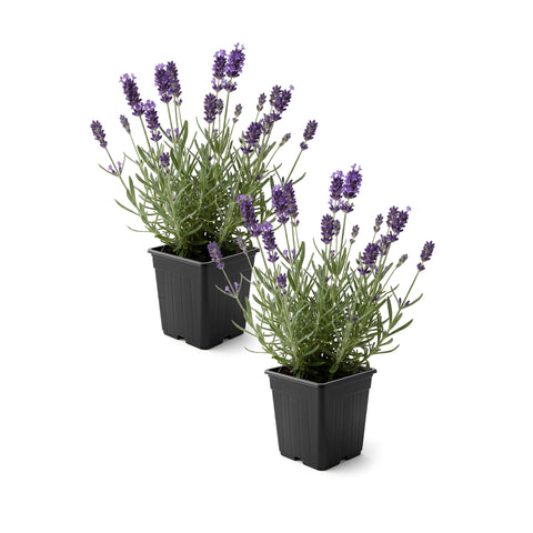 The Three Company lavanda vista frontal en maceta, aspecto saludable y compacto