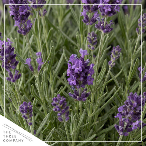 The Three Company lavanda detalle del follaje, textura que indica buena salud