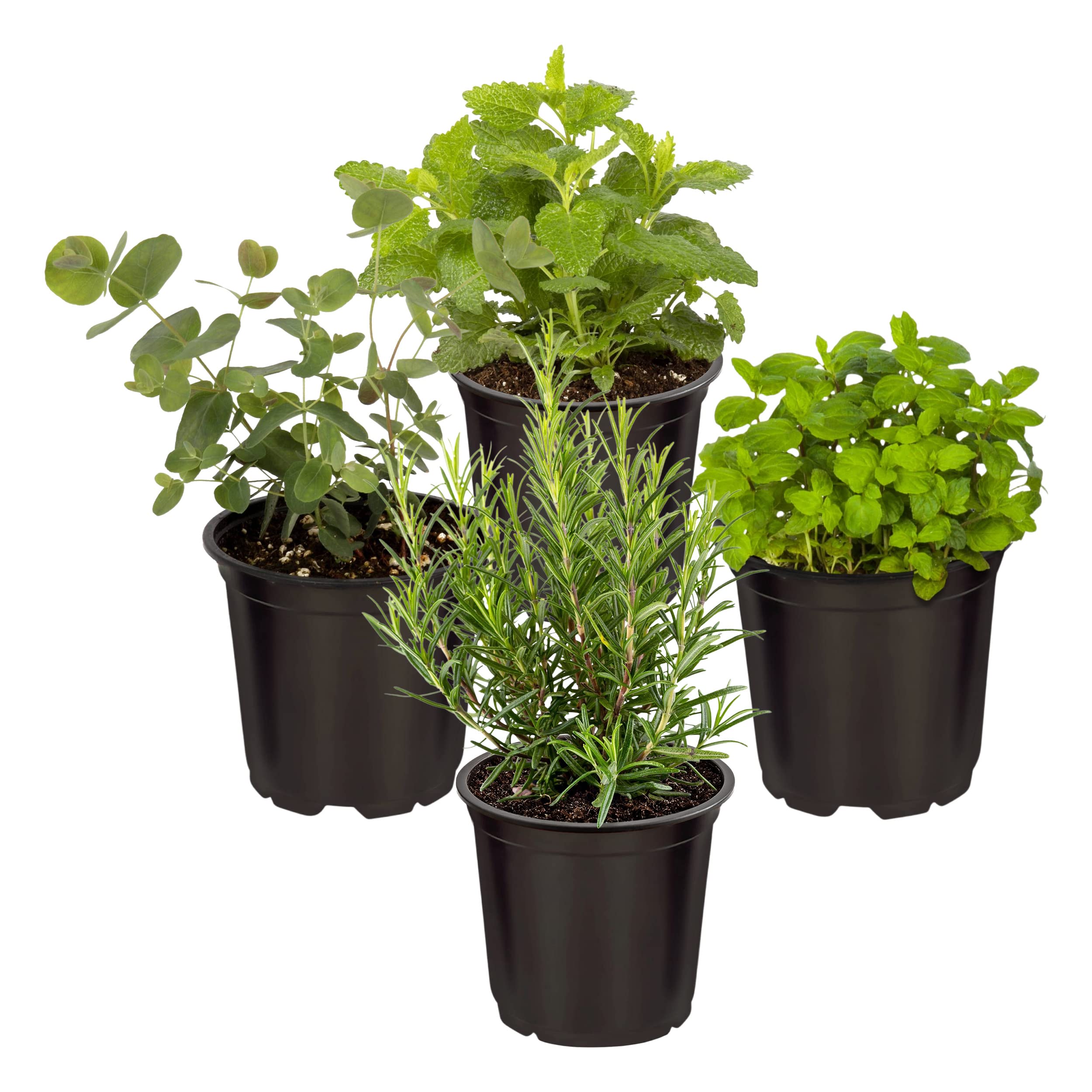 The Three Company vista frontal del pack de 4 hierbas, excelente para cocina