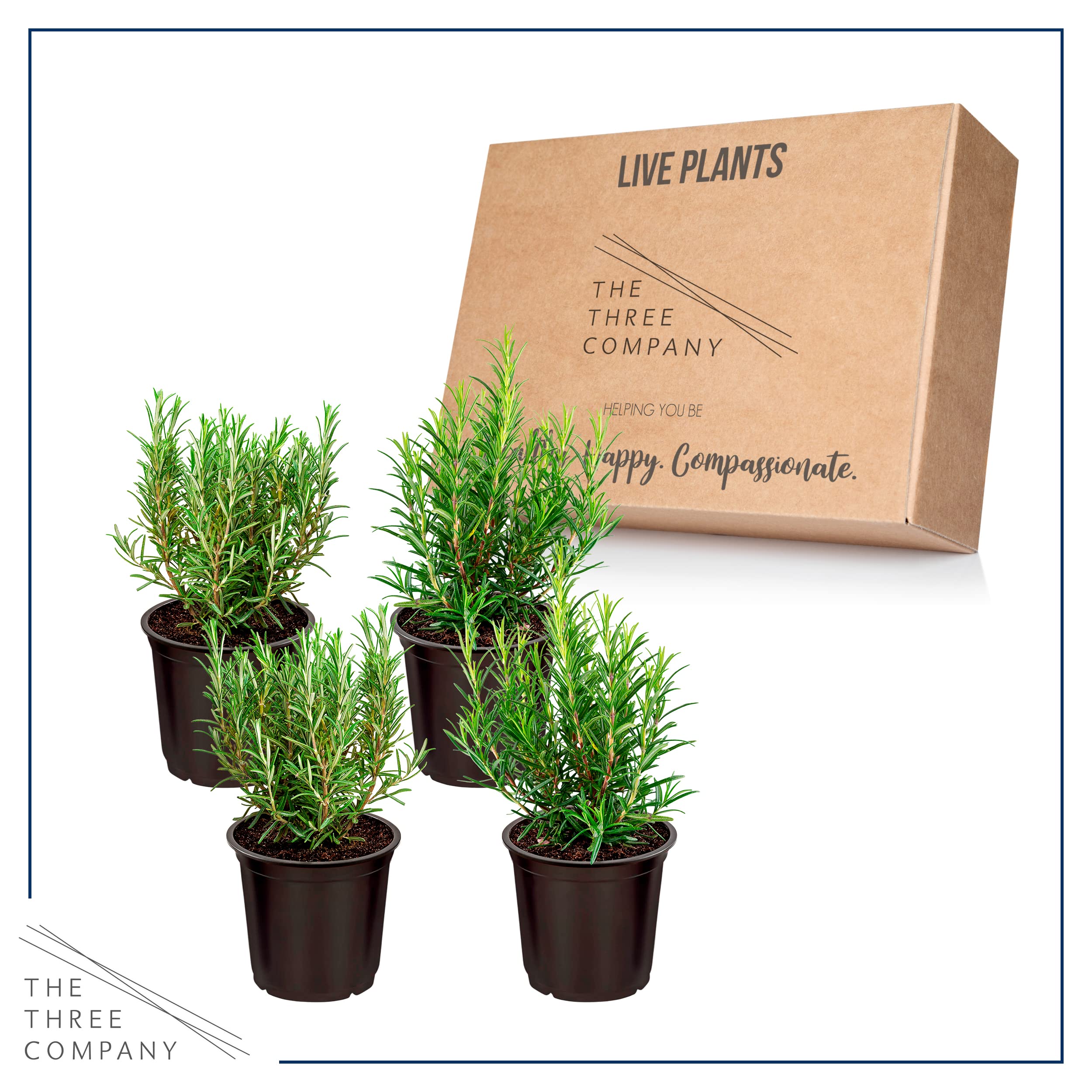The Three Company cuatro plantas en macetas colocadas en exterior, embellece patios