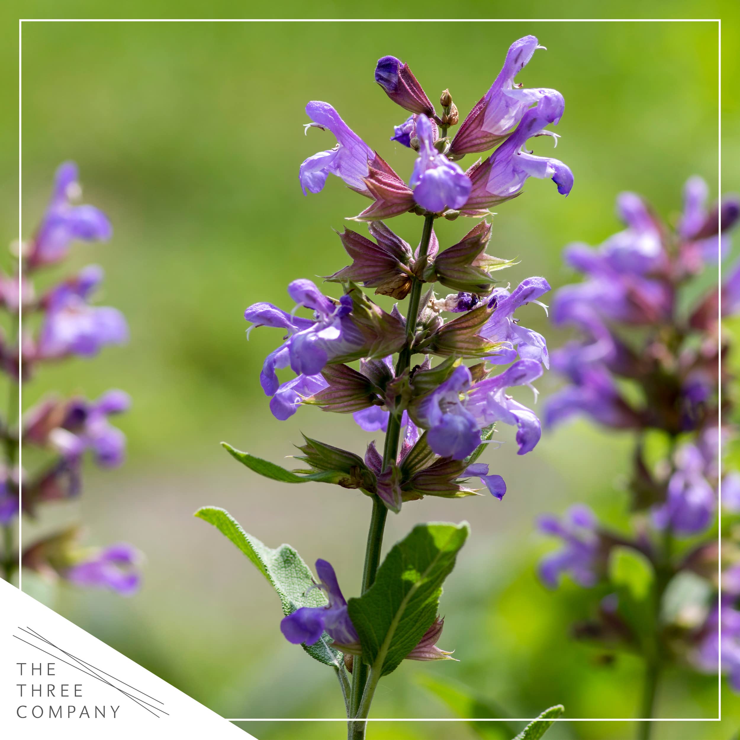 The Three Company salvia en contenedor combinado con otras hierbas como decoración funcional