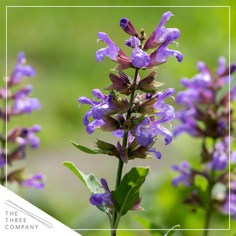 The Three Company salvia en contenedor combinado con otras hierbas como decoración funcional