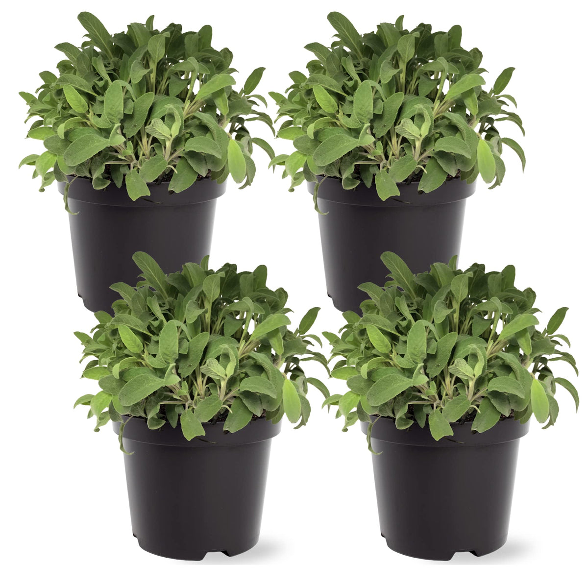 The Three Company salvia frontal en maceta mostrando aspecto saludable y listada para plantar