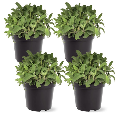 The Three Company salvia frontal en maceta mostrando aspecto saludable y listada para plantar