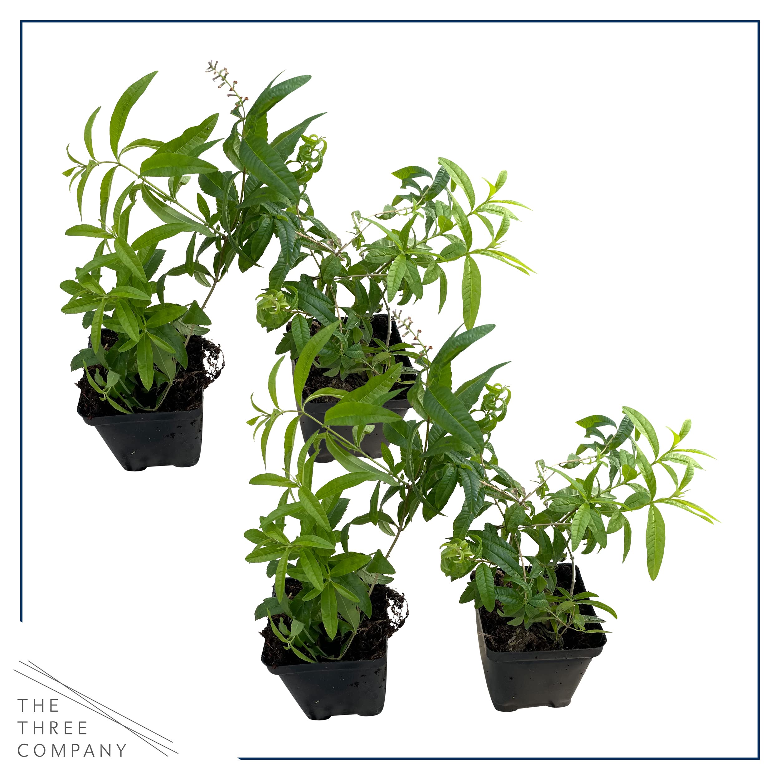 The Three Company verbena de limón maceta de 1 pint con dimensiones para referencia