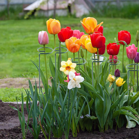 Thealyn soporte en jardín con gladiolos, mantiene flores erguidas