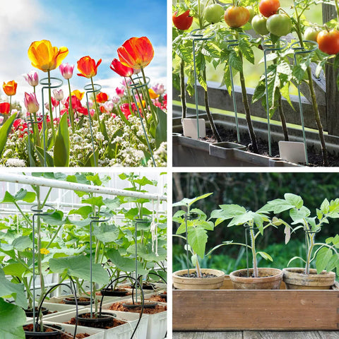 Thealyn soporte manteniendo tomates erguidos y facilitando cosecha