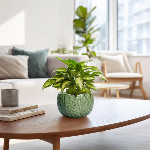 Thirtypot maceta junto a objeto para comparar tamaño práctico