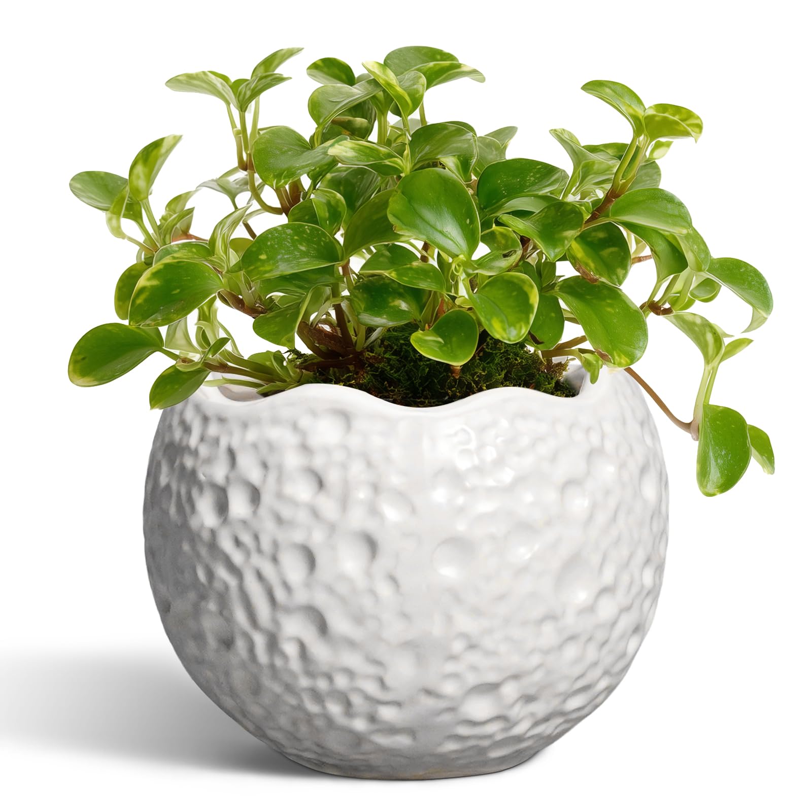 Thirtypot vista frontal de la maceta blanca mostrando forma moderna y equilibrio