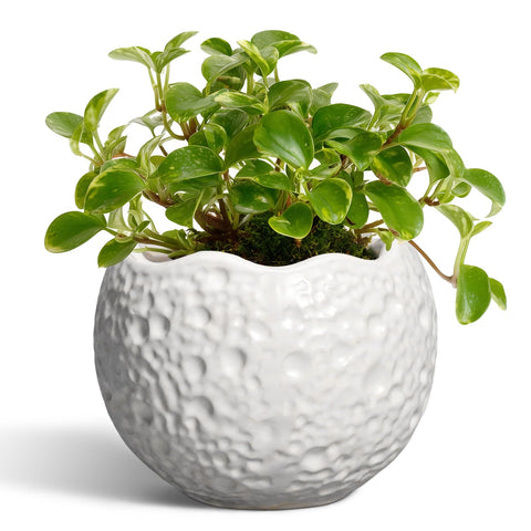 Thirtypot vista frontal de la maceta blanca mostrando forma moderna y equilibrio