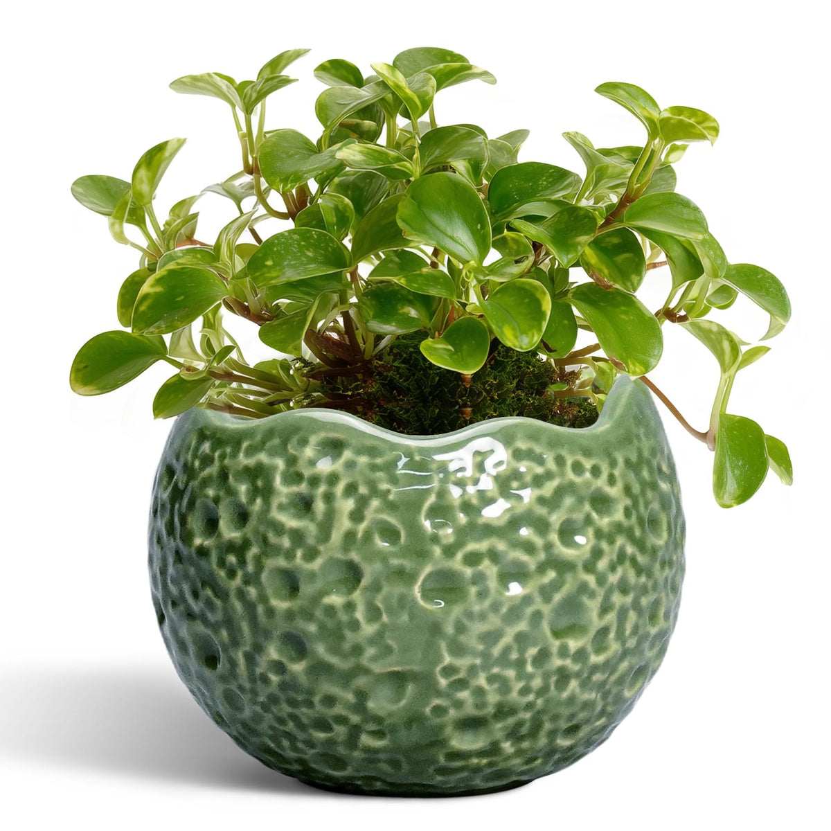 Thirtypot vista frontal de maceta cerámica, elegante y resistente