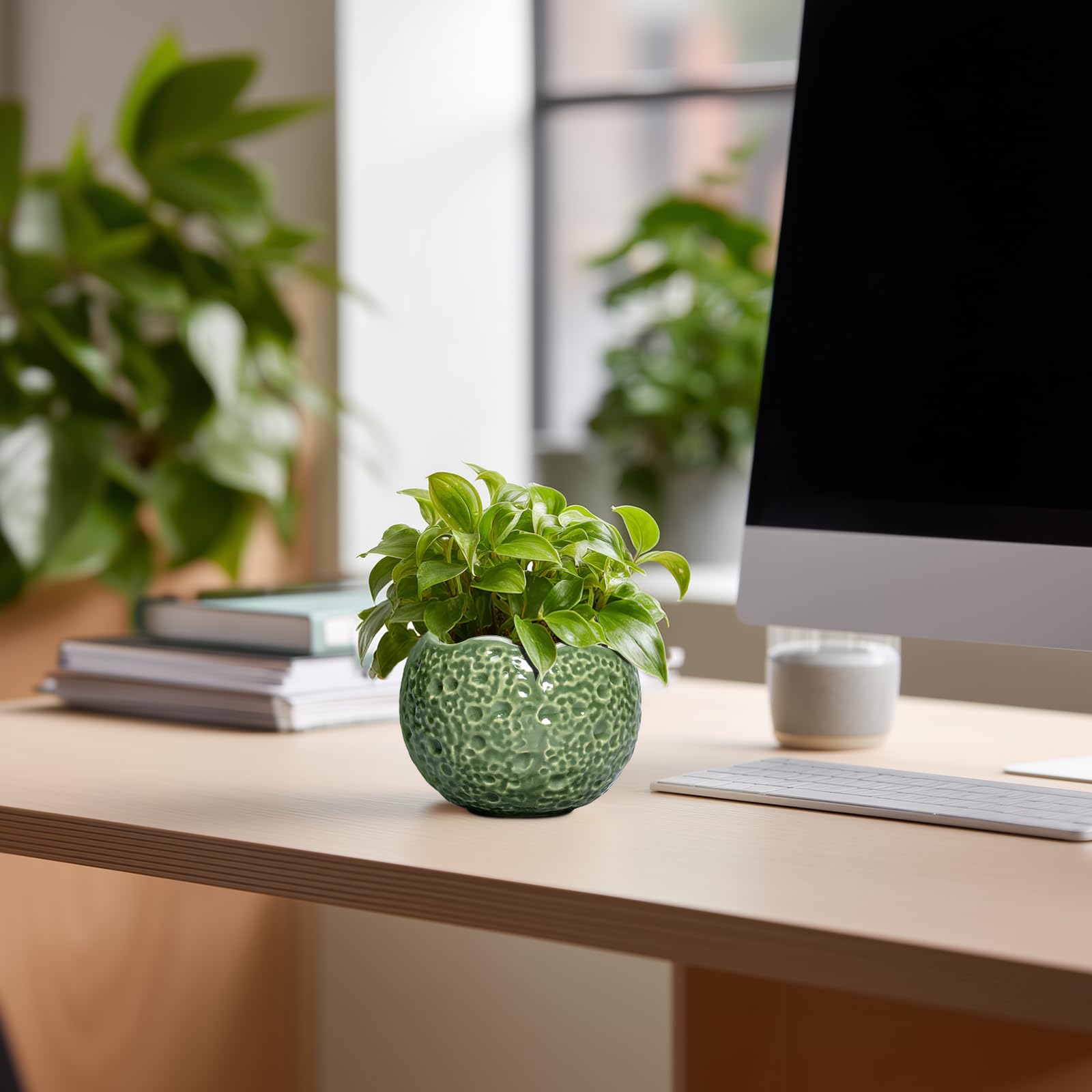 Thirtypot maceta en uso con suculenta, optimiza espacio y estética