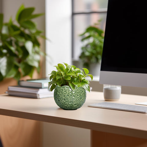 Thirtypot maceta en uso con suculenta, optimiza espacio y estética