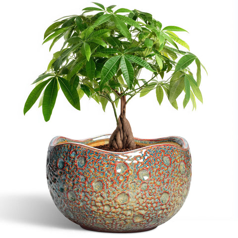 Thirtypot vista frontal de la maceta cerámica, aporta estilo decorativo