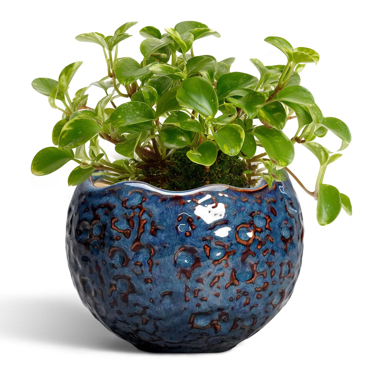 Thirtypot maceta frontal azul mostrando diseño retro y acabado resistente