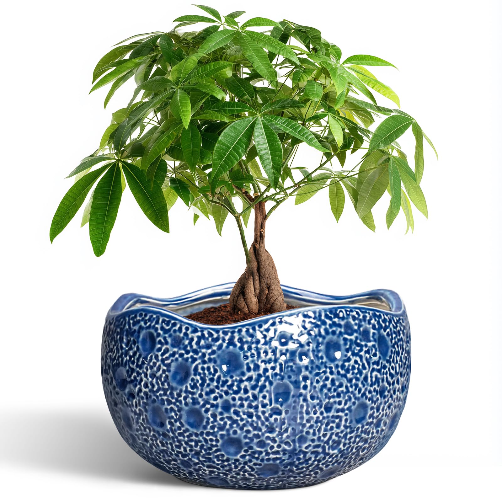 Thirtypot maceta frontal azul elegante para decorar interiores
