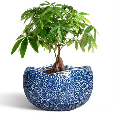 Thirtypot maceta frontal azul elegante para decorar interiores