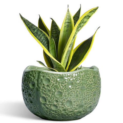 Thirtypot maceta frontal mostrando diseño lunar y estilo moderno