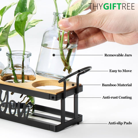 THYGIFTREE frascos de vidrio transparentes para ver raíces y salud