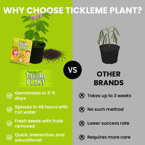 TickleMe Plant hojas cerradas al tacto demostrando la reacción