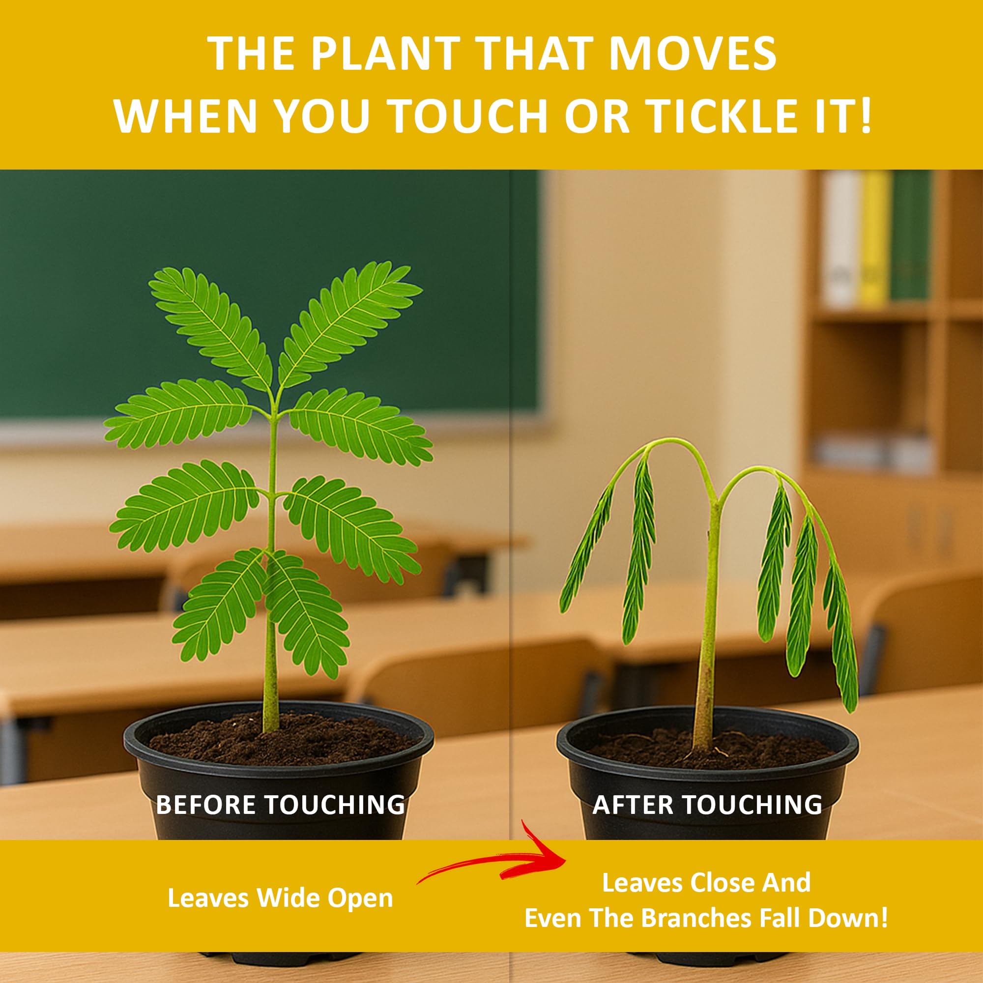 TickleMe Plant semillas a detalle, vista que muestra calidad para germinar
