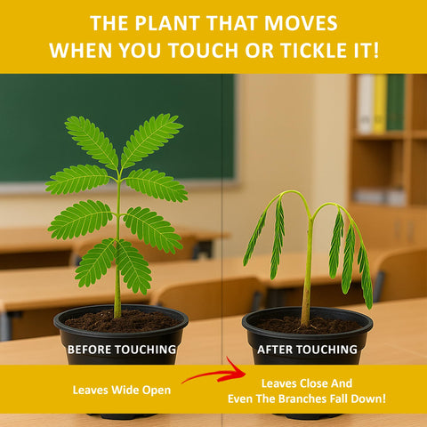 TickleMe Plant semillas a detalle, vista que muestra calidad para germinar