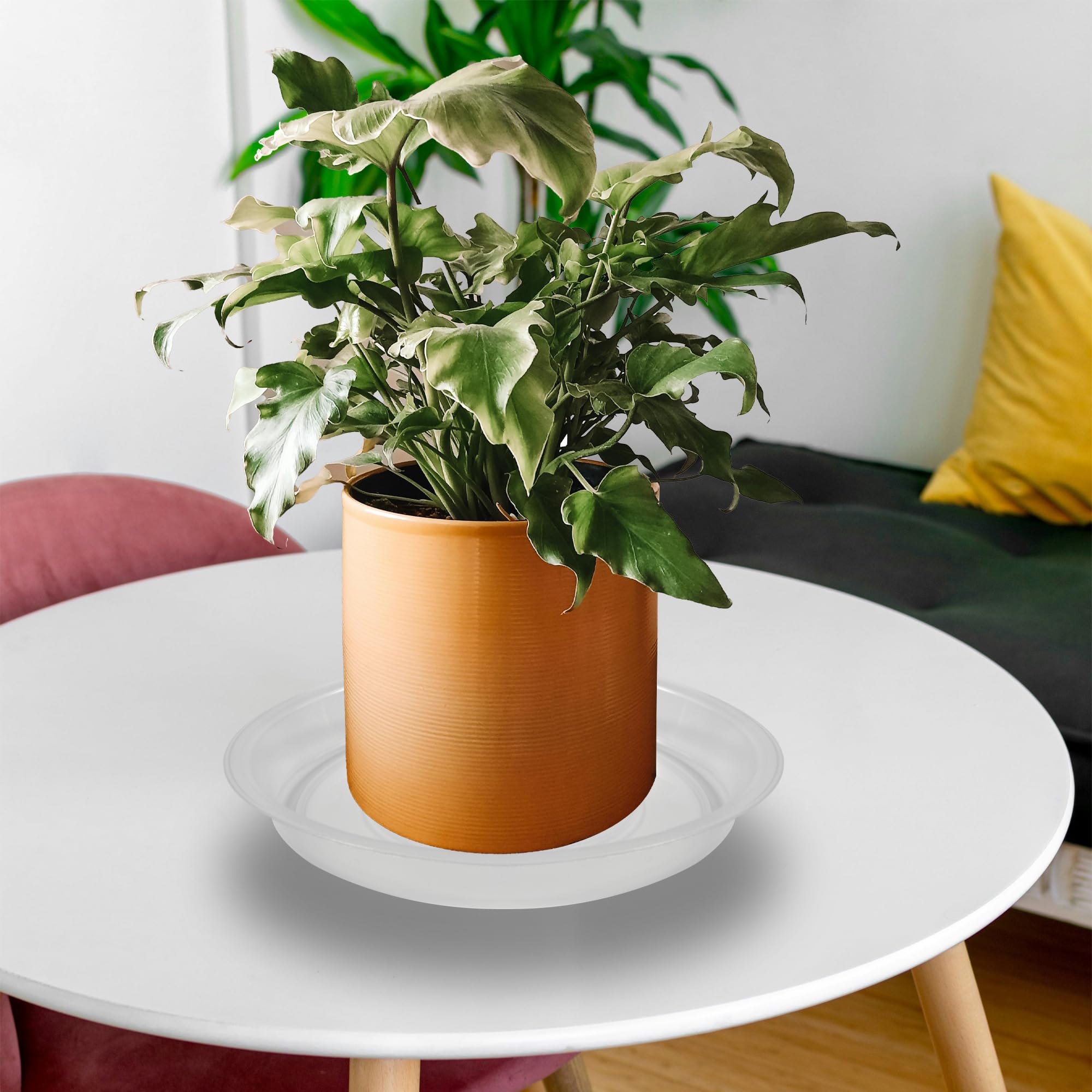 TNTIWQ plato junto a una regla para comparar tamaño y compatibilidad