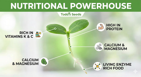 Todd's Seeds semilla en mano para comparar tamaño y facilidad de uso