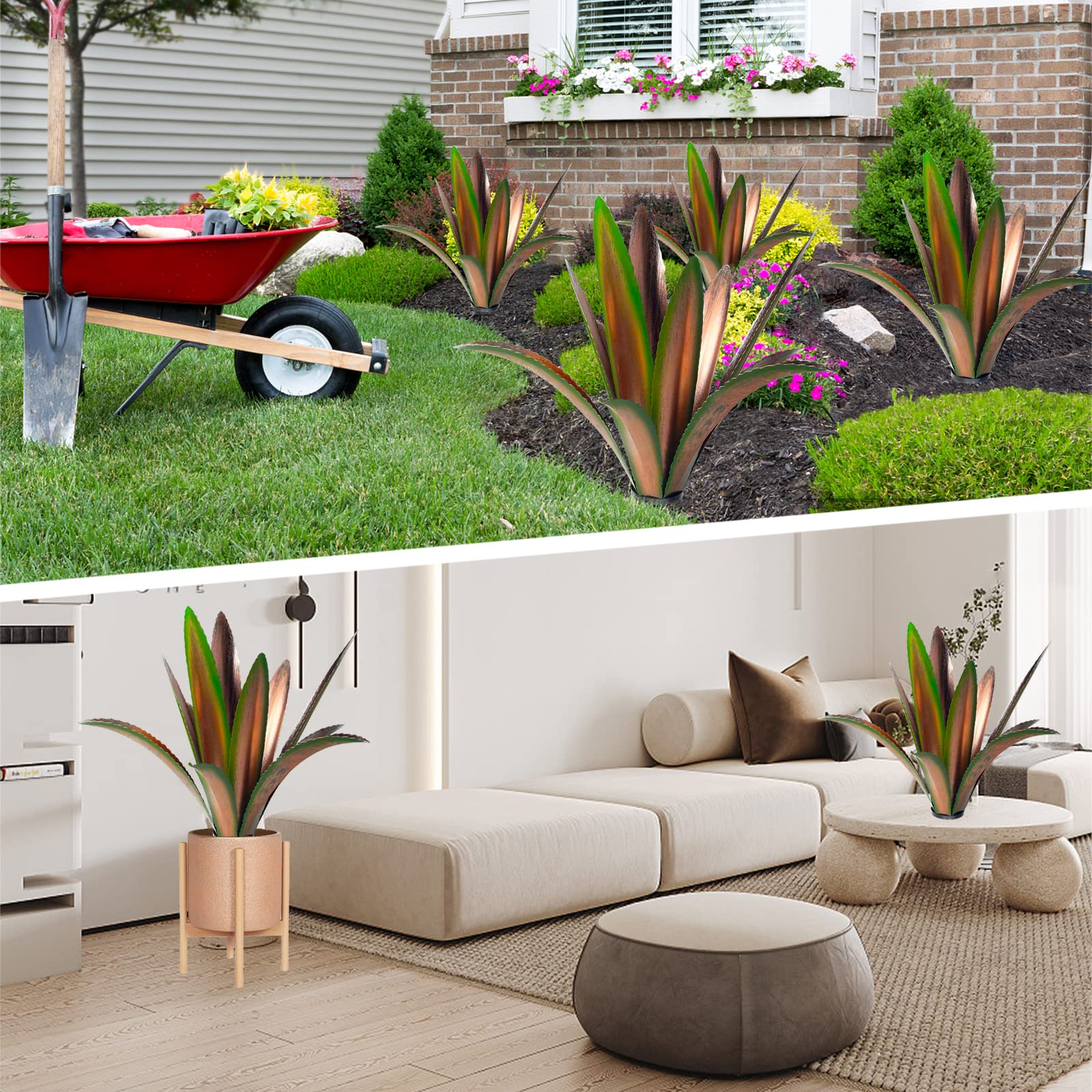 TOMBABY agave junto a persona para comparar tamaño visible