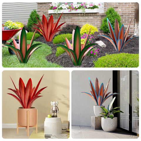 TOMBABY agave junto a persona para comparar tamaño y proporción en exterior