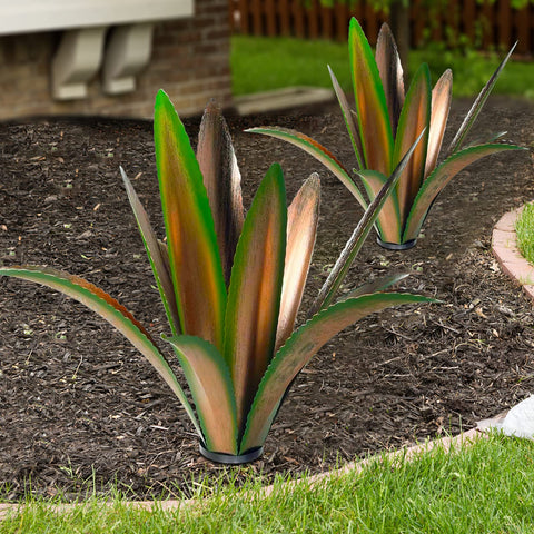 TOMBABY agave colocada en jardín aportando punto focal decorativo